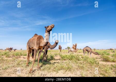 Mandria di cammelli dromedari che assaggano nell'oasi sul bordo del dessert del Sahara, Marocco, Africa Foto Stock