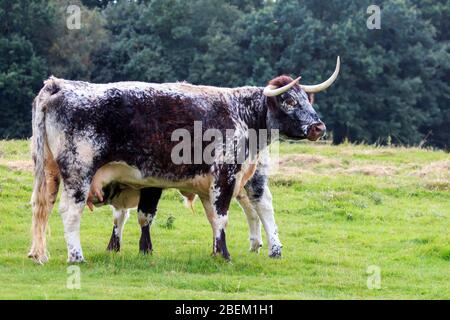 Razza rara Longhorn Cow con giovane vitello cosa per succhiare dalla sua madre in un prato inglese Foto Stock