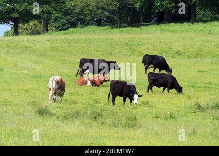 Piccola mandria di mucche che che pascola nel prato britannico Foto Stock