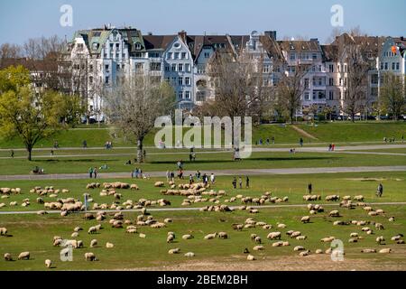 Gregge di pecore sui prati del Reno, Oberkassel, case sul Kaiser-Wilhelm-Ring, DŸsseldorf, Germania, Foto Stock
