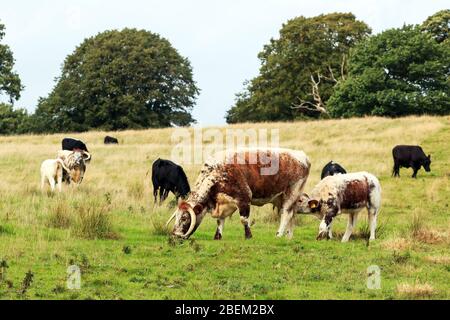 Razza rara Longhorn mucche pascolo in un prato inglese Foto Stock