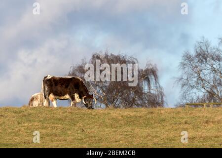 Rare mucche Longhorn di razza pascolo in un prato inglese illuminato dalla luce solare invernale Foto Stock