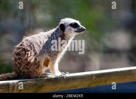 Primo piano di un Meerkat, al Wingham Wildlife Park, Kent Foto Stock