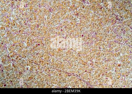 Ghiandola pituitaria al microscopio 100x Foto Stock