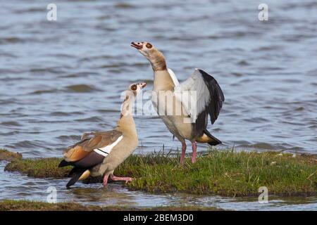 L'oca egiziana (Alopochen aegyptiaca / Anas aegyptiaca) si accoppia in zone umide, nativo dell'Africa a sud del Sahara e della valle del Nilo Foto Stock