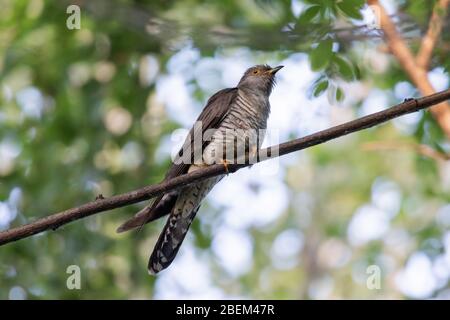 cucù siede all'ombra degli alberi su un ramo Foto Stock