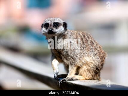 Primo piano di un Meerkat, al Wingham Wildlife Park, Kent Foto Stock