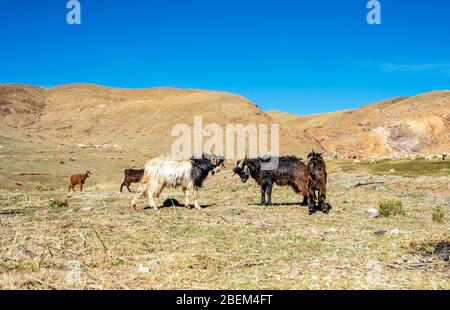 Due capre che combattono nelle montagne dell'Alto Atlante in Marocco, Africa Foto Stock