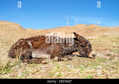 Vecchio asino marrone riposato nelle montagne dell'Alto Atlante in Marocco, Africa Foto Stock