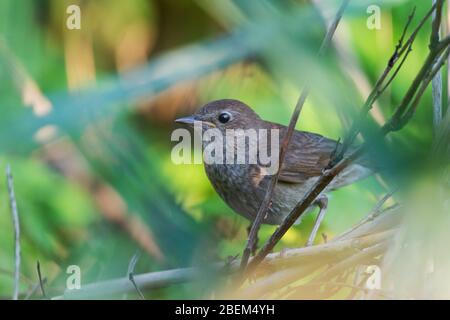 nightingale si trova tra i verdi primaverili Foto Stock