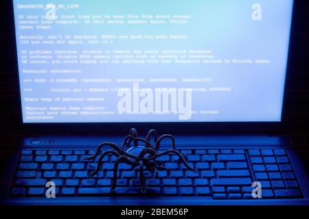 Spider sulla tastiera del computer, virus, schermata blu, tema della sicurezza delle informazioni Foto Stock