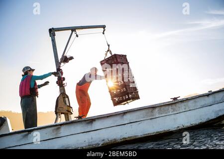 Famiglia di ostriche agricoltori al lavoro sulla loro barca da pesca Foto Stock