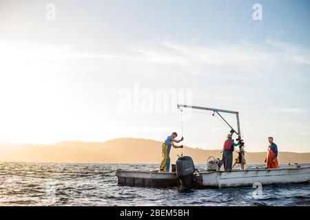 Famiglia di ostriche agricoltori al lavoro sulla loro barca da pesca Foto Stock