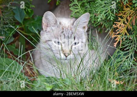 Un singolo gatto grigio strippato con uno sguardo sospetto su esso è cute poco faccia lanuginosa OH mio dio osservi quanto cute lui è giusto levarsi in piedi là nel giardino judg Foto Stock