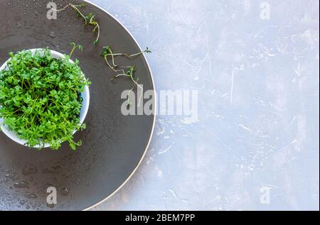 Insalata di crescione microgreens su un piatto. Primo piano, vista dall'alto su sfondo grigio chiaro Foto Stock