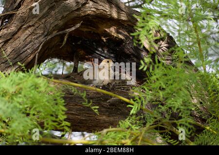 Mattina nove con pulcino nel Nest del Sunny Spring Day Foto Stock