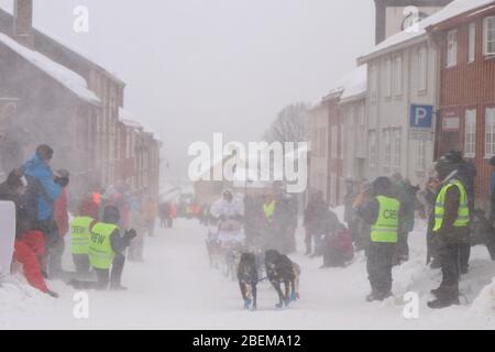 La squadra di cani da slitta Husky all'inizio della più grande gara di slitta per cani del mondo, la "Femundløpet/Femund Race" nella storica città di Røros, Norvegia Foto Stock