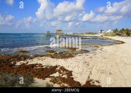 Sargassum, alghe marroni sulla spiaggia della Riviera Maya, Messico Foto Stock