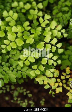 Creeping jenny (Lysimachia nummularia) è una specie di pianta flowering in famiglia Primulaceae. Foto Stock