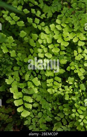 Creeping jenny (Lysimachia nummularia) è una specie di pianta flowering in famiglia Primulaceae. Foto Stock