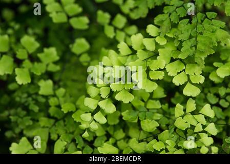 Creeping jenny (Lysimachia nummularia) è una specie di pianta flowering in famiglia Primulaceae. Foto Stock