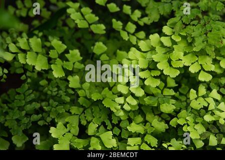 Creeping jenny (Lysimachia nummularia) è una specie di pianta flowering in famiglia Primulaceae. Foto Stock