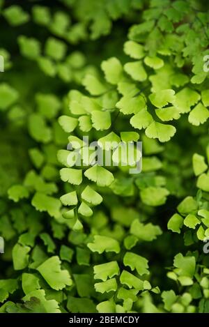 Creeping jenny (Lysimachia nummularia) è una specie di pianta flowering in famiglia Primulaceae. Foto Stock