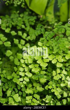 Creeping jenny (Lysimachia nummularia) è una specie di pianta flowering in famiglia Primulaceae. Foto Stock