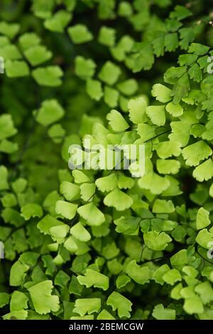 Creeping jenny (Lysimachia nummularia) è una specie di pianta flowering in famiglia Primulaceae. Foto Stock