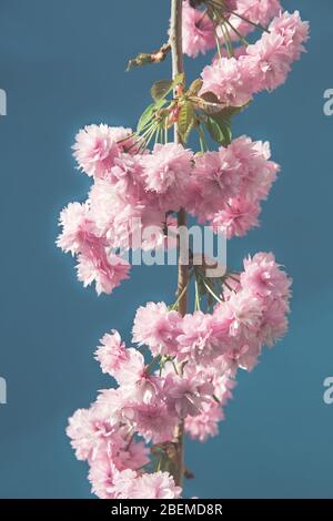 La delicata fioritura rosa sul ramo di un ciliegio fiorito in un giardino di campagna inglese su sfondo blu con spazio copia Foto Stock