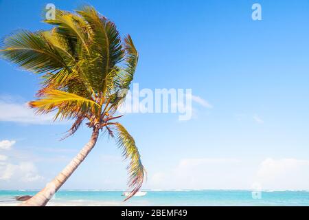 Palme da cocco crescono sulla spiaggia di sabbia bianca. repubblica Dominicana, Bavaro spiaggia paesaggio Foto Stock