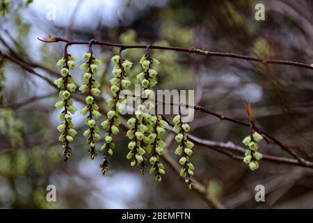 Stachyurus praecox, stachyurus precoce, fiori a forma di campana, fiori a forma di campana, fiori giallo pallido, raceme, racemi, giardino primaverile, RM Floral Foto Stock