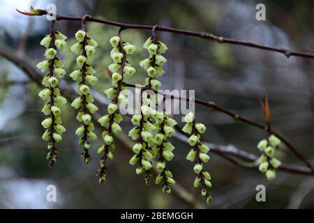 Stachyurus praecox, stachyurus precoce, fiori a forma di campana, fiori a forma di campana, fiori giallo pallido, raceme, racemi, giardino primaverile, RM Floral Foto Stock