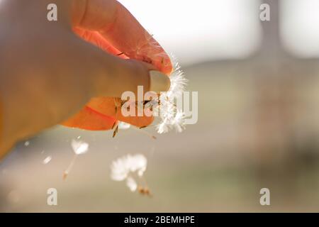 Soffici petali di dente di leone nelle mani della donna. Primo piano del fiore di dente di leone. Petali di dente di leone davanti alla luce del tramonto. Paesaggio estivo. Bielorussia. Foto Stock