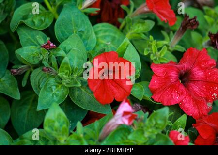 Surfinia, un membro rosso profondo della famiglia petunia. Una pianta di trailing popolare in cesti appesi. Foto Stock