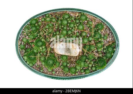 Pianta Cactus verde germogliata in vaso. Isolato sullo sfondo Foto Stock