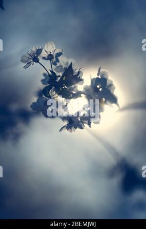 Bianco sognante albero di frutta fioritura su un albero di fronte al sole con un bel bokeh Foto Stock