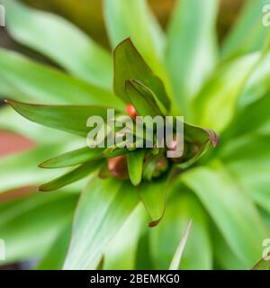 Una macro colpo di boccioli di fiori di una corona imperiale formando fritillary. Foto Stock