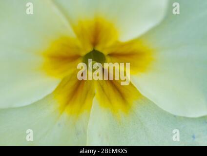 Una ripresa macro di un comune primrose bloom. Foto Stock