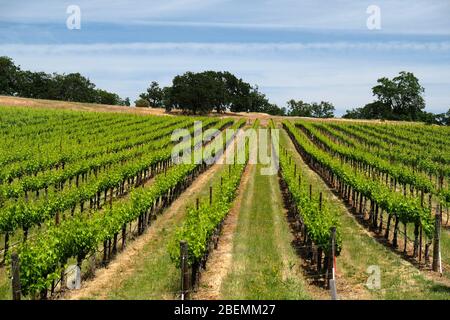 File di viti in un vigneto Rogue Valley AVA nell'Oregon meridionale vicino ai paesaggi di Medford Foto Stock