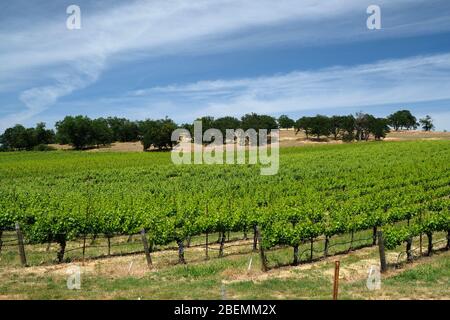 File di viti in un vigneto Rogue Valley AVA nell'Oregon meridionale vicino ai paesaggi di Medford Foto Stock