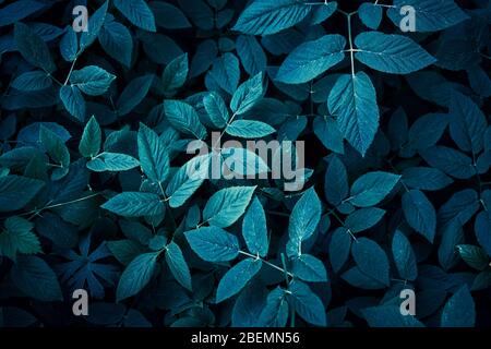 Trend sfondo blu scuro con foglie. Pianta in ombra. CopySpace per il design Foto Stock