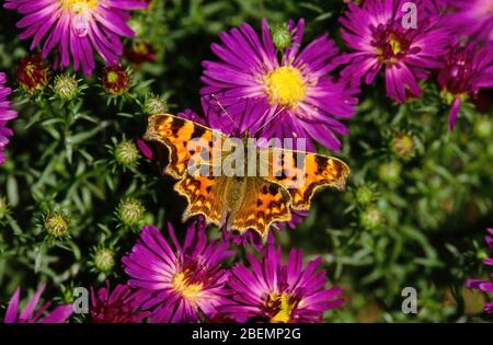 Sunlit comma Butterfly (Polygonia c-album) su fiori a margherita viola e giallo, Inghilterra, Regno Unito. Foto Stock