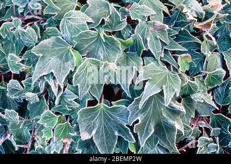 L'edera verde gelido (Hedera) parte in inverno, Regno Unito Foto Stock