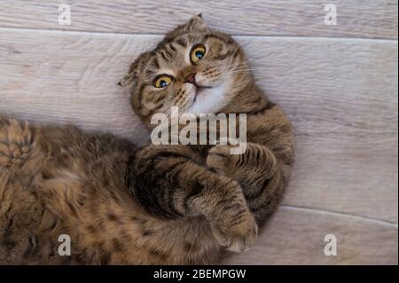 Il gatto divertente della Fold Scozzese dell'adulto giace sul pavimento di legno Foto Stock