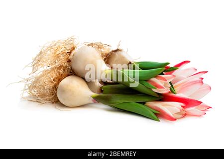 Gruppo di tulipani rosa nani con fiori e radici isolate su bianco Foto Stock