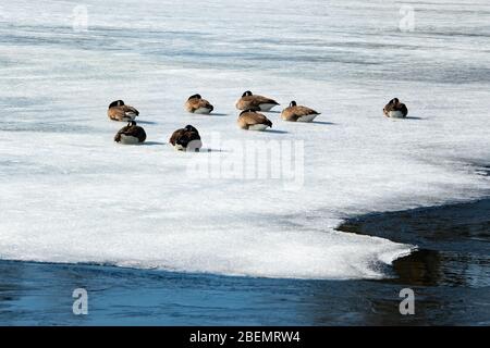 Un piccolo gregge di oche canadesi che riposano sul ghiaccio sul Lago Pleasant nelle montagne Adirondack sulla loro migrazione primaverile annuale a nord Foto Stock