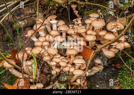 Funghi nella riserva naturale Duvenstedter Brook di Amburgo Foto Stock