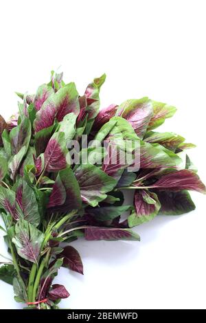 Primo piano di Amaranthus tricolore o noto come Amaranth Rosso isolato su sfondo bianco Foto Stock