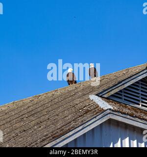 Coppia di aquile Bald su un tetto capannone a Steveston British Columbia Canada Foto Stock